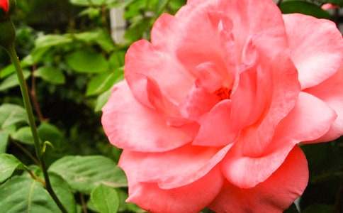 ���Ƽ����¼������꼶������ƪ