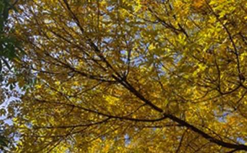 �������õ��簲����Ȧף����41��