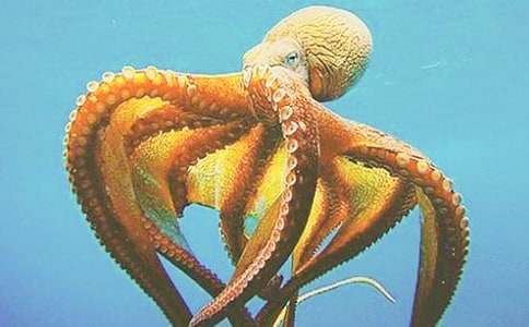 �а������̰������ֵ����㡷