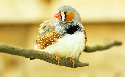 《珍珠鸟》教案(精选28篇)