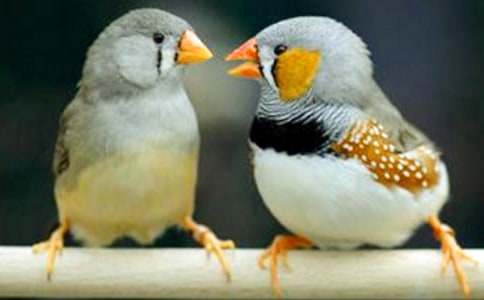 Сѧ���Ľ̰���������