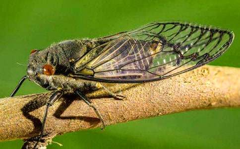 ��ٵ�һ��������ץ֪��