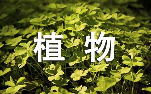【合集】游记植物作文