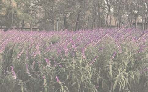 ֲ��԰Сѧ���꼶����