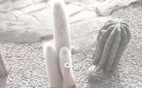 植物园的秋天作文15篇