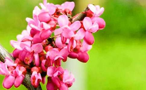 紫荆花作文500字合集10篇