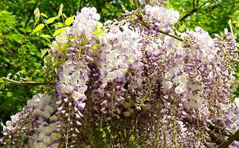 ���ٻ�����300�ְ�ƪ