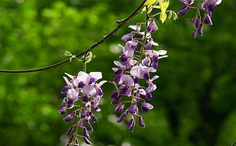 ���ٻ�������300�־�ƪ