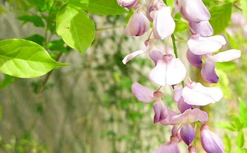 ���ٻ�������300����ƪ