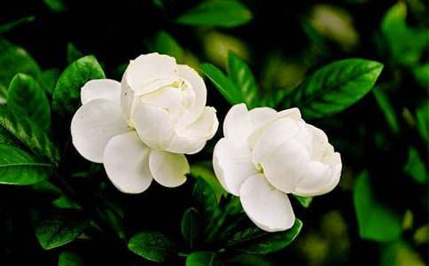 ���򻨹۲��ռ�