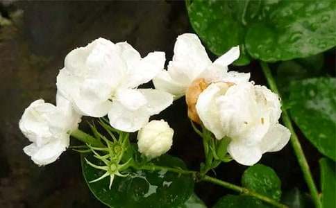 �ҵ�ֲ��������������