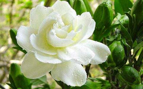 �ҵ�ֲ���������ӻ�����