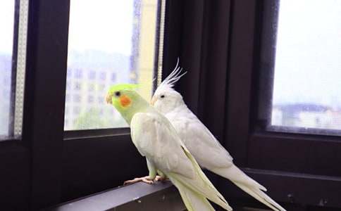 鹦鹉作文汇编15篇