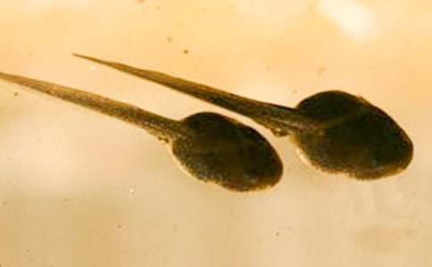 (��Ʒ)С������ռ�����15ƪ