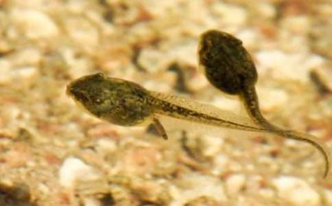 小蝌蚪教案15篇