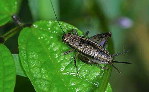 关于蟋蟀的作文300字9篇