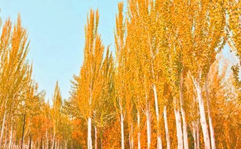 《白杨》读有感