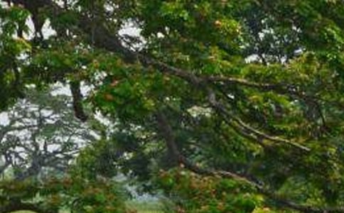 ���꼶���İ����ѧ��˼