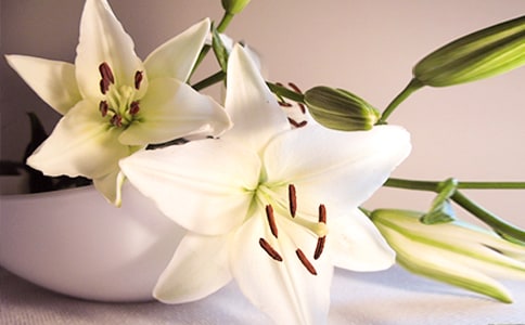 �����Ҽҵİٺϻ����ռ�