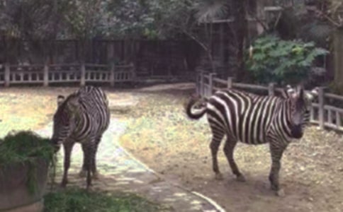 礼让斑马线作文