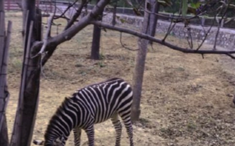 中班美术撕贴想象画《可爱的小斑马》教案