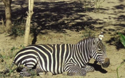 С�������ܲ�_1200��