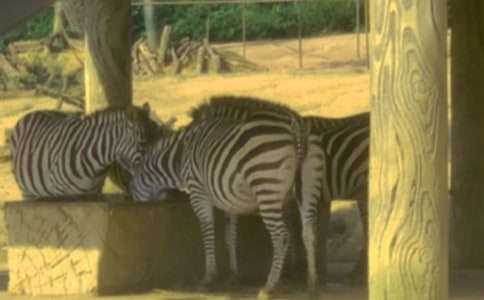 ɭ����İ���������