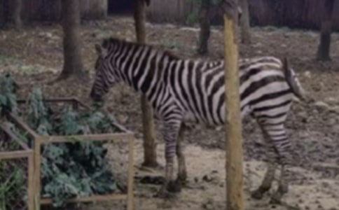 斑马线上的故事作文600字