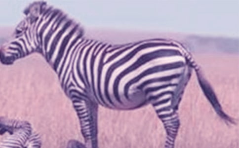 �������ð����ߵ�����