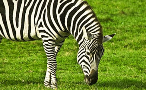 大班美术教案:漂亮的斑马教案及教学反思