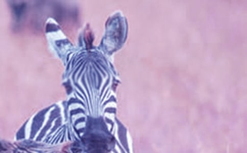 中班美术撕贴想象画教案《可爱的小斑马》