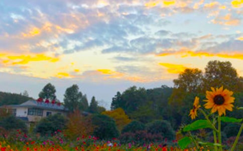 热带的傍晚 -作文