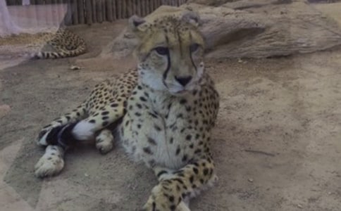 冒险小虎队之逃出豹子林童话作文