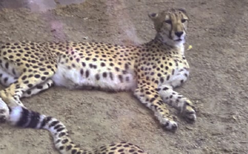 �����ı�������250��