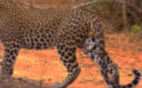 ���ڱ��ӵ�����650�֣���ѡ12ƪ��