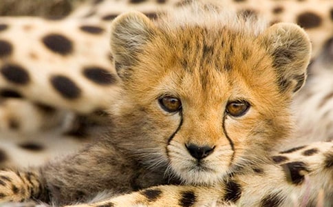 ���ӵ�������������