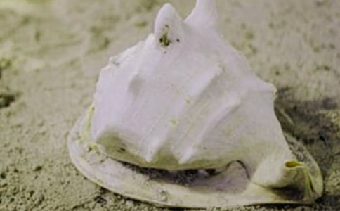 美丽的贝壳作文