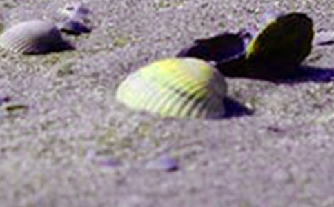 �����ı�������