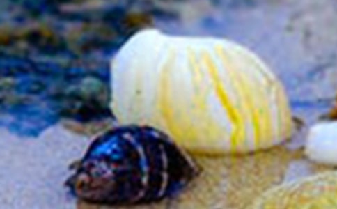 小贝壳教案设计