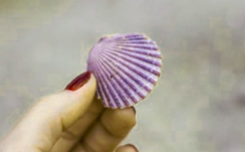 描写贝壳的好词好句好段摘抄