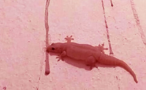 һ�꼶�̰�����С�ڻ���β�͡�