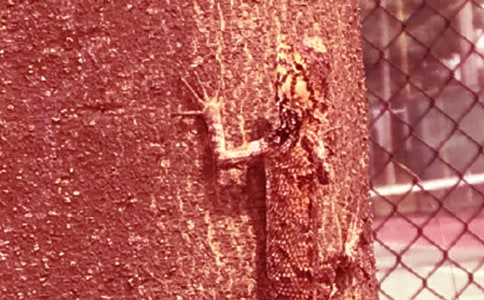 ����С�ڻ�������550��