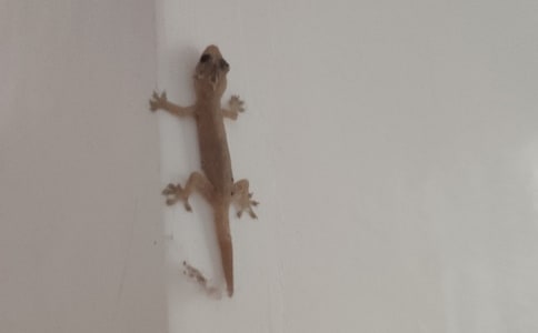 壁虎小学作文11篇