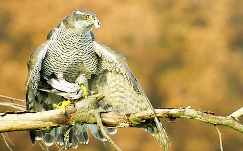 绿水苍鹰守鱼屋散文