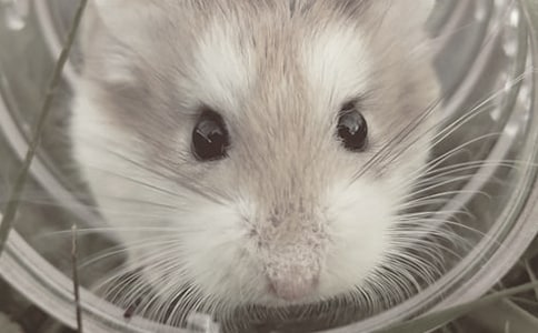 �ɰ���С�������ġ�����15ƪ��