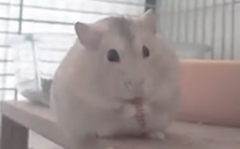 关于小仓鼠的作文250字