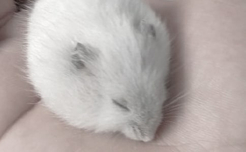 “遛”仓鼠作文