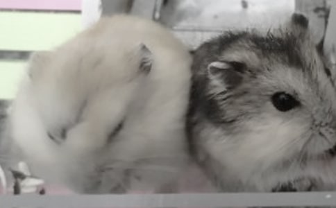 仓鼠的作文300字