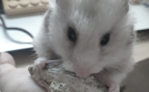 仓鼠学生作文15篇