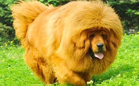 �����ᡷ�����